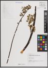 Foto von Salix caprea L.